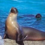 Ecuador, Galapagos, Seelöwen, Latin America Tours, Reisen