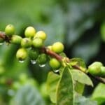 Kolumbien, Kaffeepflanze, Latin America Tours