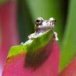 Costa Rica, Frosch auf Blatt im Urwald, Latin America Tours, Reisen
