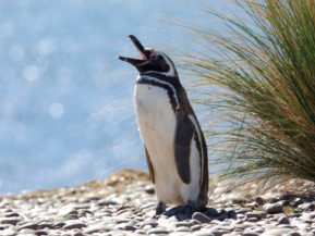 Argentinien, Patagonien, Megellan Pinguin im Reserva Natural Cabo dos Bahias, Latin America Tours