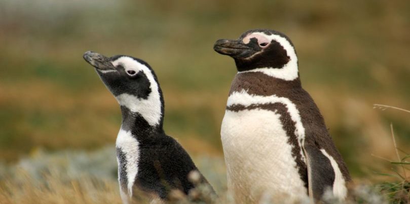 Chile, Magellan Pinguine in Punta Arenas, Latin America Tours