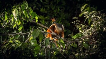 Peru, Amazonas, exotischer Vogel im Baum, Dschungel, Latin America Tours
