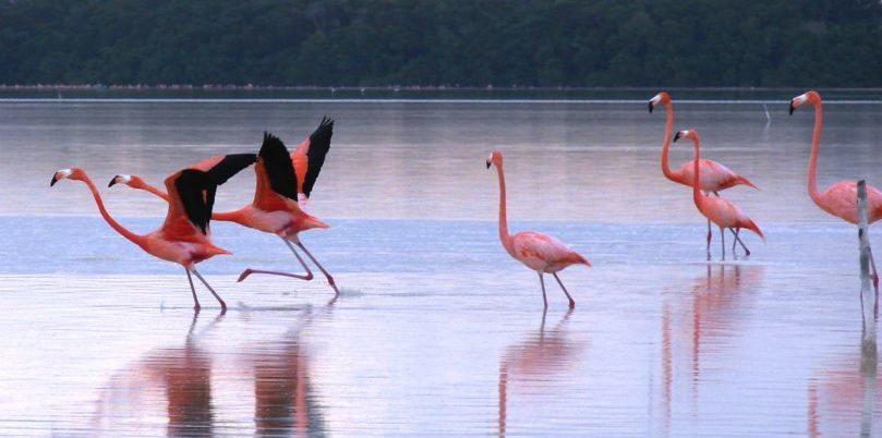Mexiko, Flamingos, Celestun, Latin America Tours