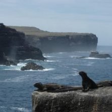 Ecuador, Galapagos, Meeresechsen auf Felsen, Latin America Tours, Reisen