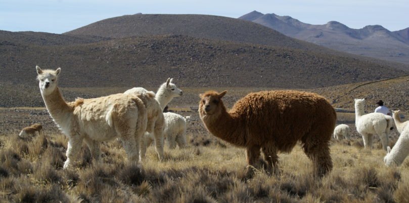 Peru, Alpacas, Latin America Tours
