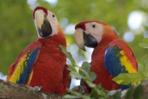 Costa Rica, Papageien im Regenwald, Latin America Tours