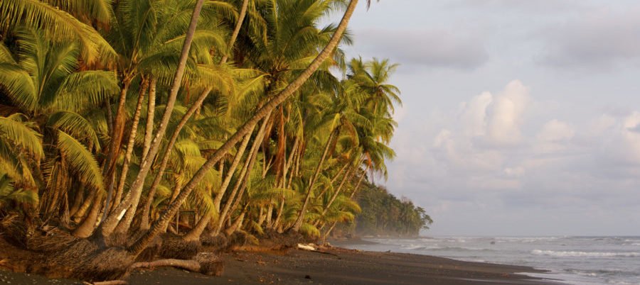 Costa Rica, Palmenstrand an der südlichen Pazifikküste, Latin America Tours
