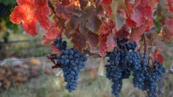 Argentinien, Mendoza, Weintrauben im Herbst, Valle de Uco, Casa de Uco, Latin America Tours