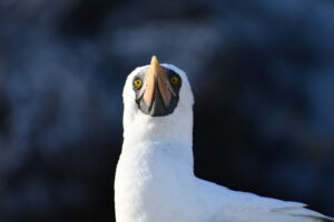 Galapagos, Ecuador, Nezcatölpel, Vogel