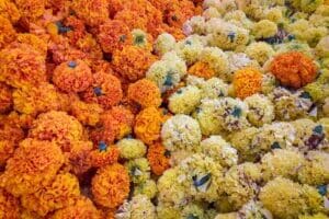 Mexiko, Latin America Tours, Tag der Toten, Blumenmeer