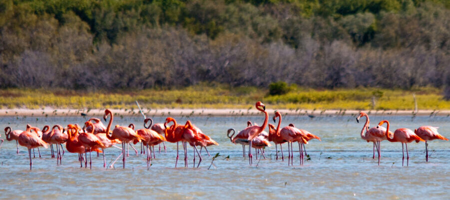 Dominikanische Republik, Flamingos in der Laguna de Oviedo, Barahona Dom Rep Südwesten, Latin America Tours