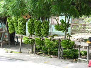 Dominikanische Republik, Bananen am Strassenrand, Barahona im Südwesten der Dom Rep, Latin America Tours, Reisen