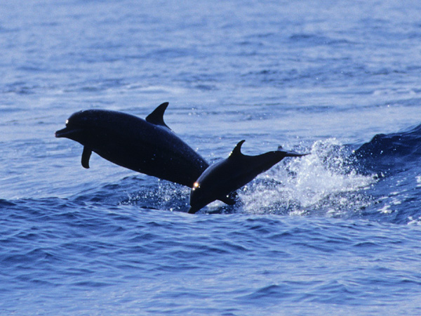 Costa Rica, Delfine beim Spielen, Latin America Tours, Reisen