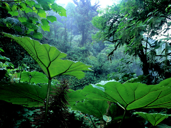 Costa Rica, Nebelwald Monteverde, Latin America Tours, Reisen