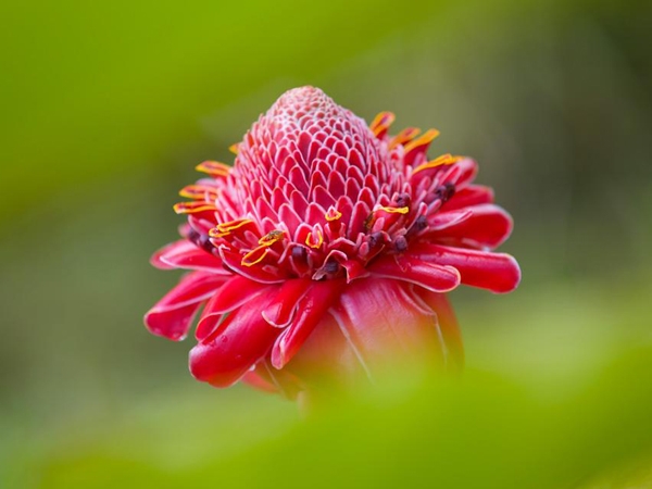 Costa Rica, Red Torch Ginger Blume, Latin America Tours, Reisen