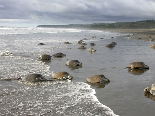 Costa Rica, Schildkröten am Pazifik, Latin America Tours, Reisen