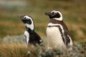 Chile, Magellan Pinguine, Punta Arenas, Reisen, Latin America Tours