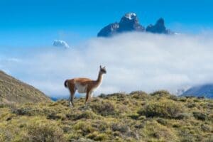 Chile, Lama (Guanaco) im Torres del Paine Nationalpark, Reisen, Latin America Tours