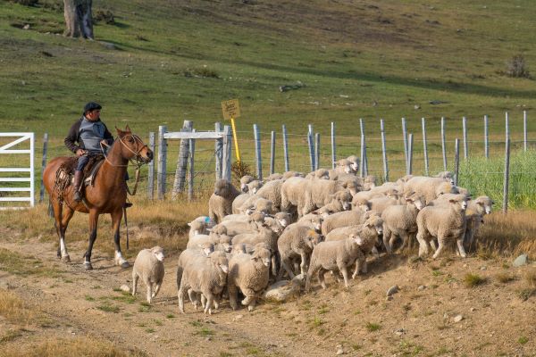 Chile, Gaucho auf Pferd mit Schafherde in Patagonien, Latin America Tours, Reisen