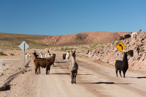 Chile, Lamas auf Strasse im Altiplano, Latin America Tours, Reisen
