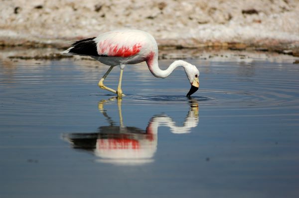 Chile, Flamingo in Lagune, Atacama, Laguna Chaxa, Latin America Tours, Reisen