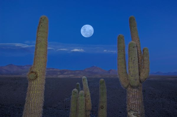 Chile, Kaktus im Mondschein, Atacama Wüste, Latin America Tours, Reisen