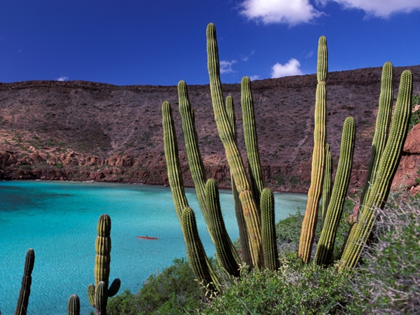 Mexiko, Kaktus, Mexiko Reise planen, Latin America Tours