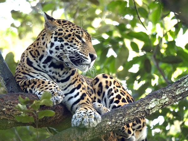 Mexiko, Jaguar, Mexiko Reise planen, Latin America Tours