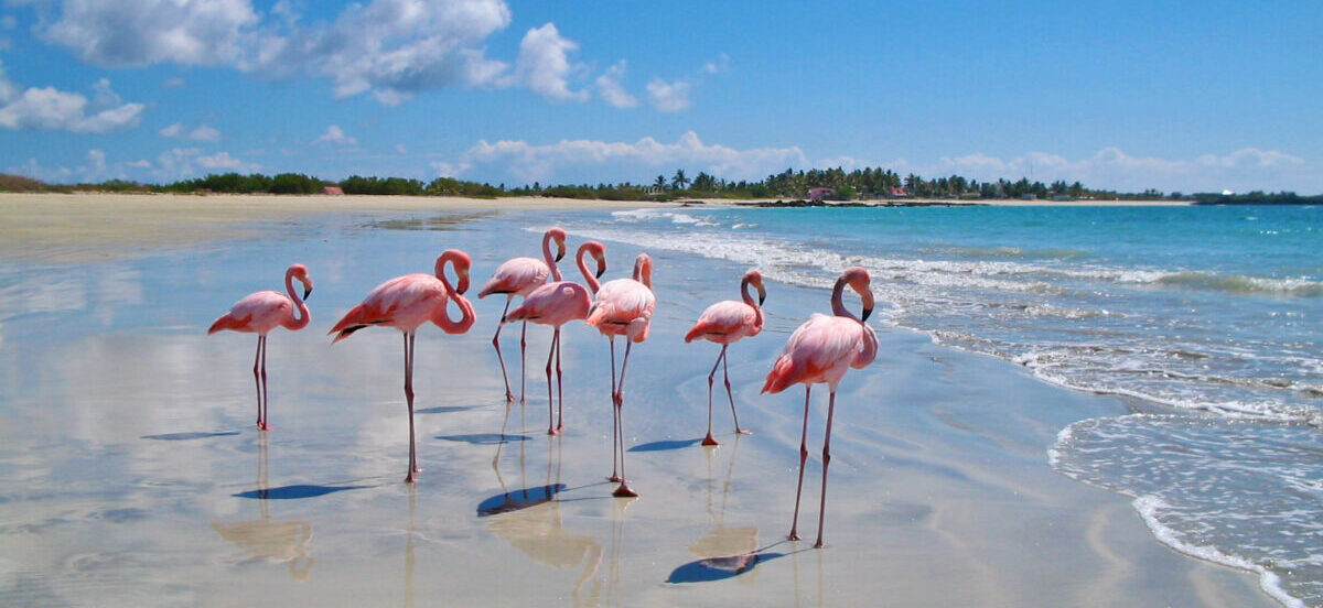 Ecuador, Galapagos, Flamingo, Isla Isabela, Latin America Tours