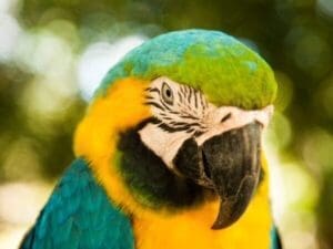 Peru, Iquitos, Papagei, Amazonas, Latin America Tours