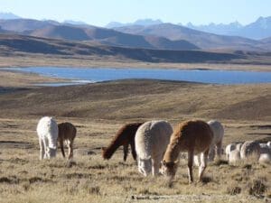 Peru, Alpacas, Reise planen, Latin America Tours