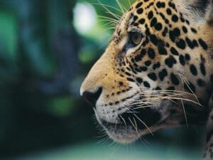 Peru, Jungle, Jaguar, Reise planen, Latin America Tours