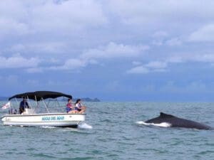 Panama, Reise planen in 5 Schritten, Boca Chica, Bocas del Mar, Wale, Latin America Tours