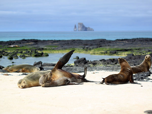 Ecuador, Galapagos Inseln, Seelöwen, Tiere, Ecuador Reise planen, Latin America Tours