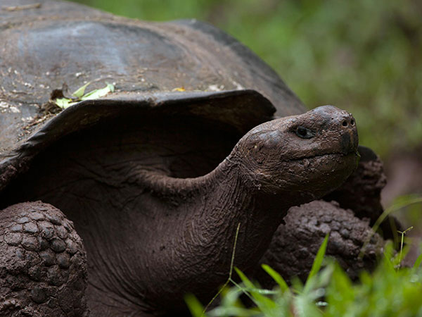 Ecuador, Santa Cruz, Galapagos, Schildkröte, Ecuador Reise planen, Latin America Tours