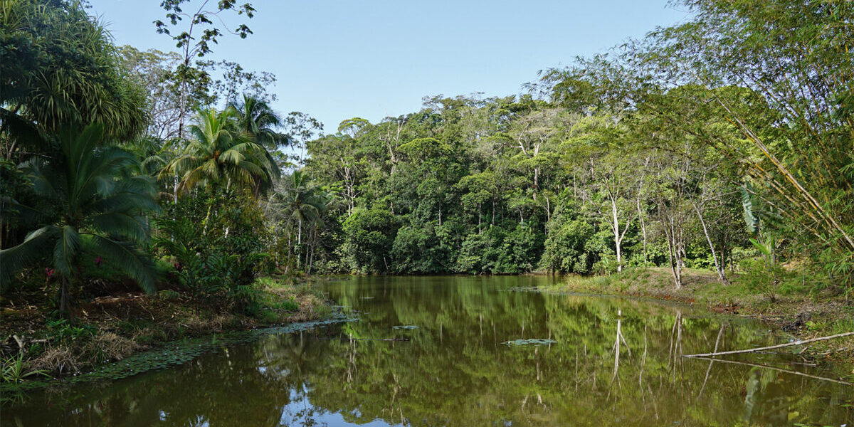 Costa Rica, Boca Tapada, Leguane und Regenwald, Latin America Tours