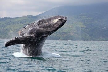 Costa Rica, Dominical, Uvita, Buckelwale mit Jungtier, Latin America Tours