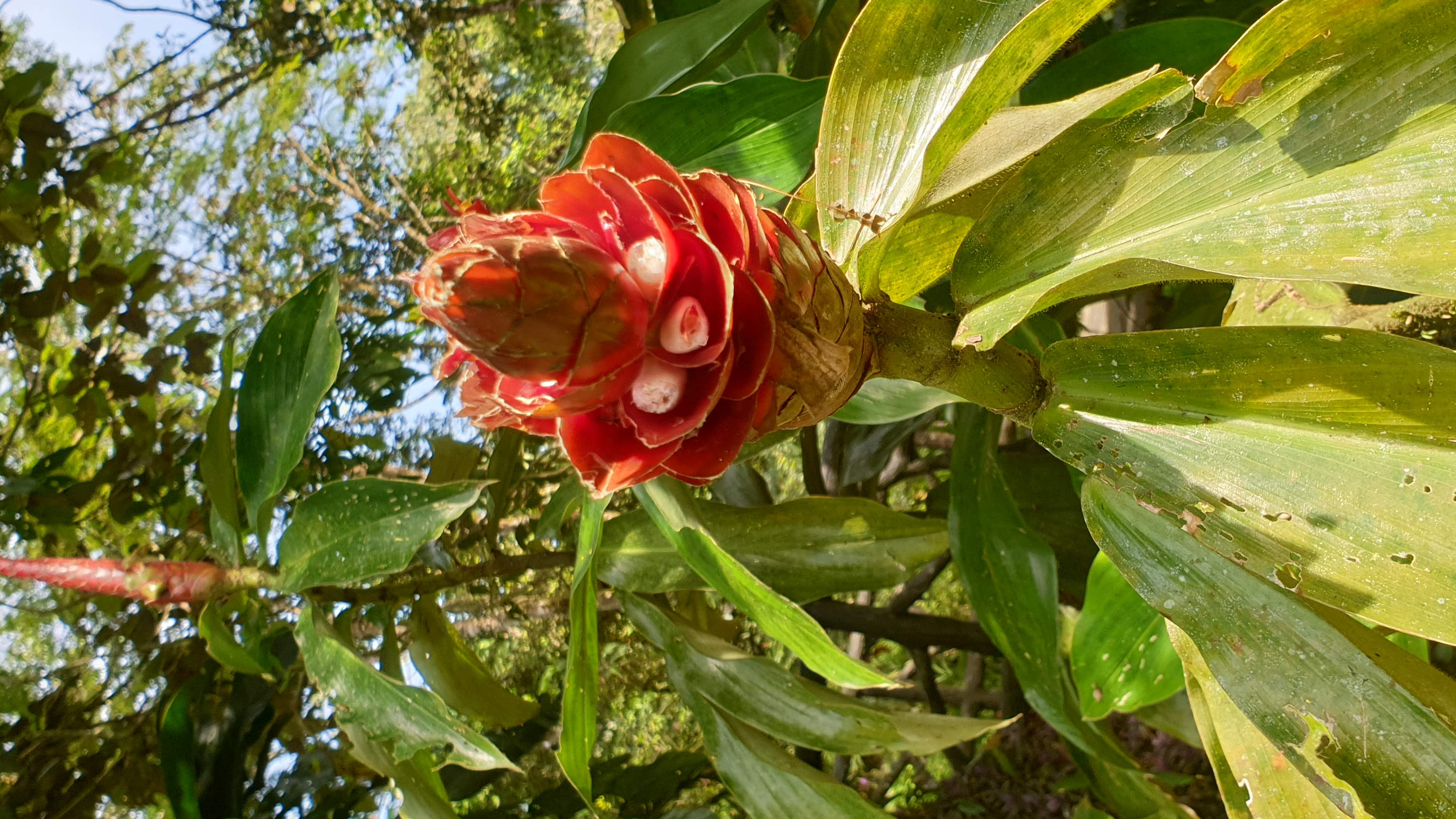 Costa-Rica-rote-tropische-Blume-Regenwald