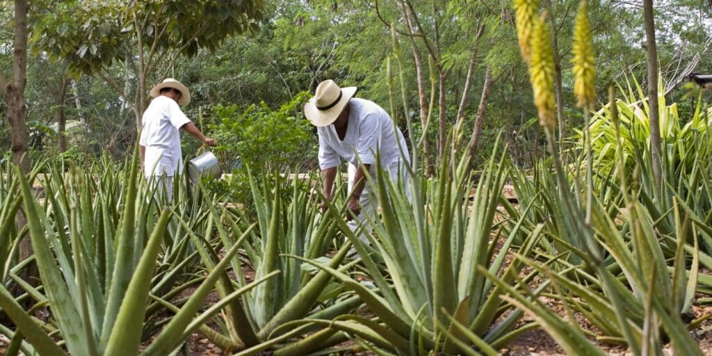 Mexiko, Hacienda Santa Rosa, Arbeiter beim Bewässern der Plantagen, Latin America Tours, Reisen