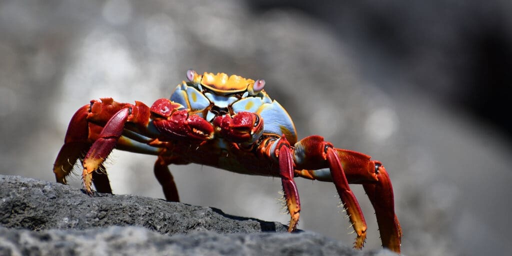 Ecuador, Galapagos, bunte Krabbe auf Felsen, Latin America Tours, Reisen