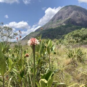 Kolumbien, Mavecure Hills, Blume Inirida, Latin America Tours, Reisen