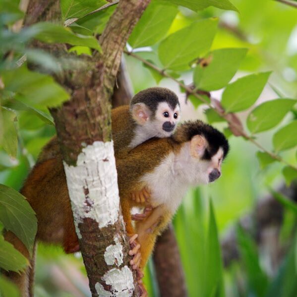 Costa Rica, Affen im Dschungel, Latin America Tours, Reisen