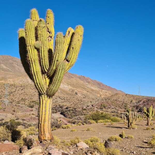 Bolivien, Kaktus in karger Landschaft zwischen Potosi und Uyuni, Latin America Tours, Reisen
