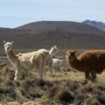 Bolivien, Alpacas, Alpaca-Herde, Latin America Tours, Reisen