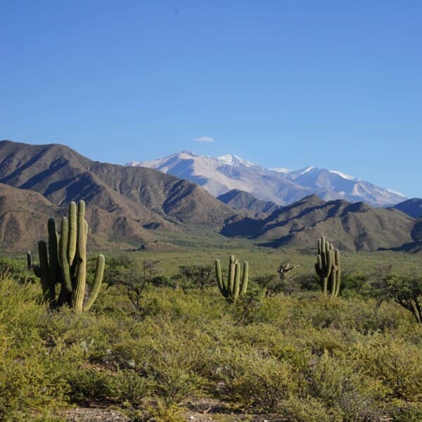 Argentinien, Salta, Nevado de Cachi, Kakteen, Landschaft, Latin America Tours, Reisen