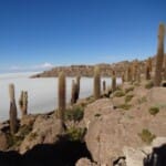 Bolivien, Uyuni, Isla Incahuasi, Salzwüste mit Kakteen, Latin America Tours, Reisen