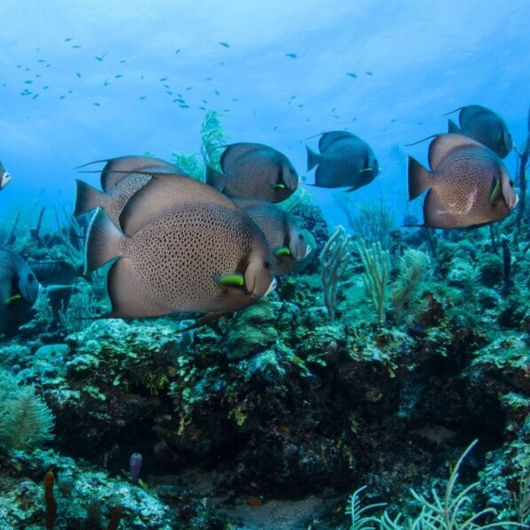 Belize, Tauchen, Unterwasserwelt, Fisch, Latin America Tours, Reisen