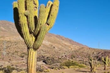 Bolivien, Kaktus in karger Landschaft zwischen Potosi und Uyuni, Latin America Tours, Reisen