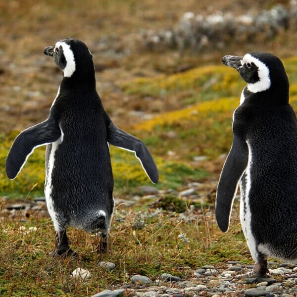 Chile, Magelan-Pinguine, Punta Arenas, Latn America Tours, Reisen