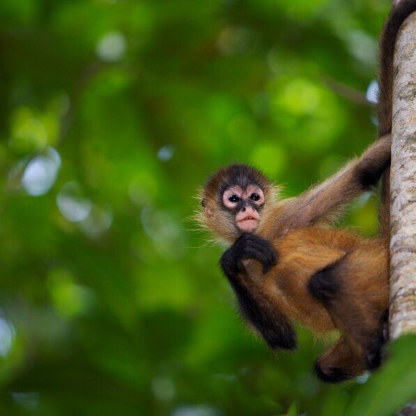 Costa Rica, Äffchen im Dschungel, Latin America Tours, Reisen